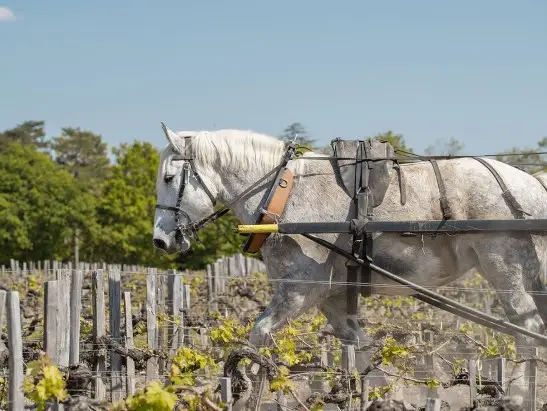 Pontet Canet_547x411