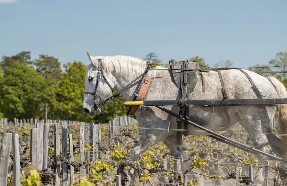 Pontet Canet_960x623