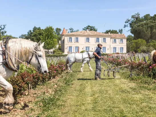 Chevaux_cote chateau_Cecile Perrinet Lhermitte547x411