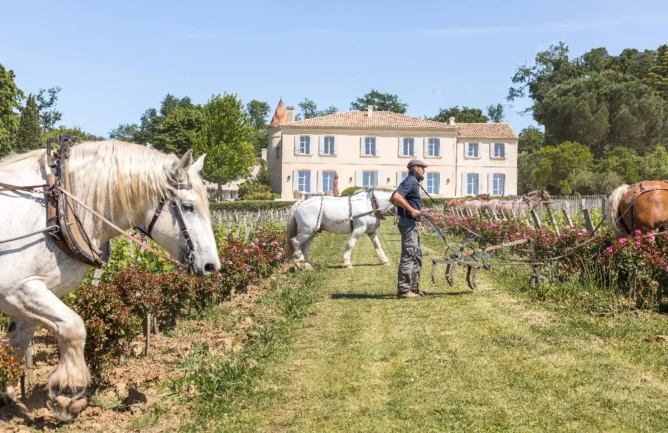 Chevaux_cote chateau_Cecile Perrinet Lhermitte960x623