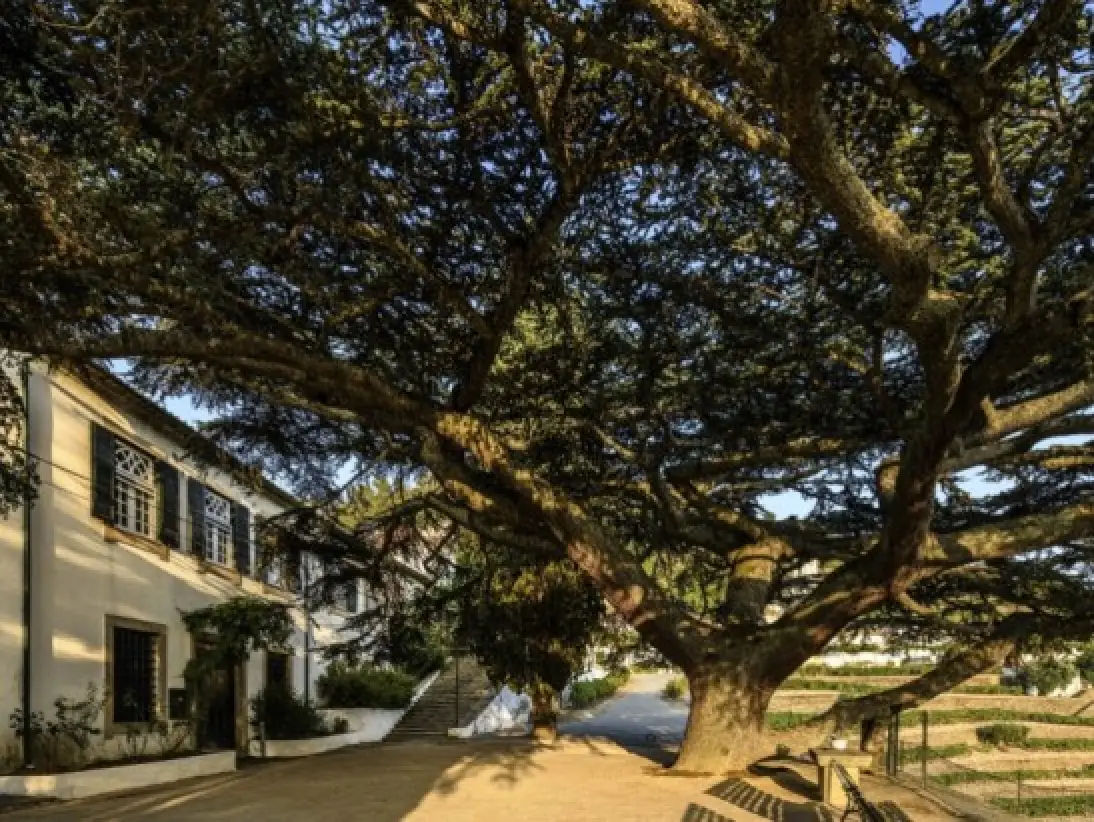 Dinner_with_Quinta_do_Noval_winemaker_Carlos_Agrellos57x411