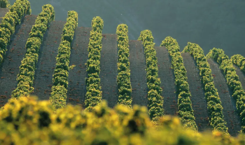 the_apron_feb_wine_dinner_547