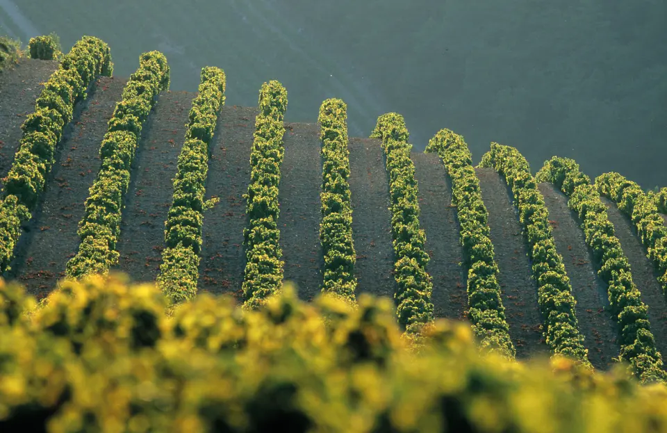 the_apron_feb_wine_dinner_960